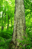 Image of Northern Red Oak