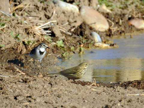 Image of Meadow Pipit