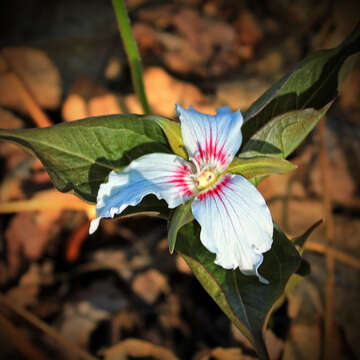 Imagem de Trillium undulatum Willd.