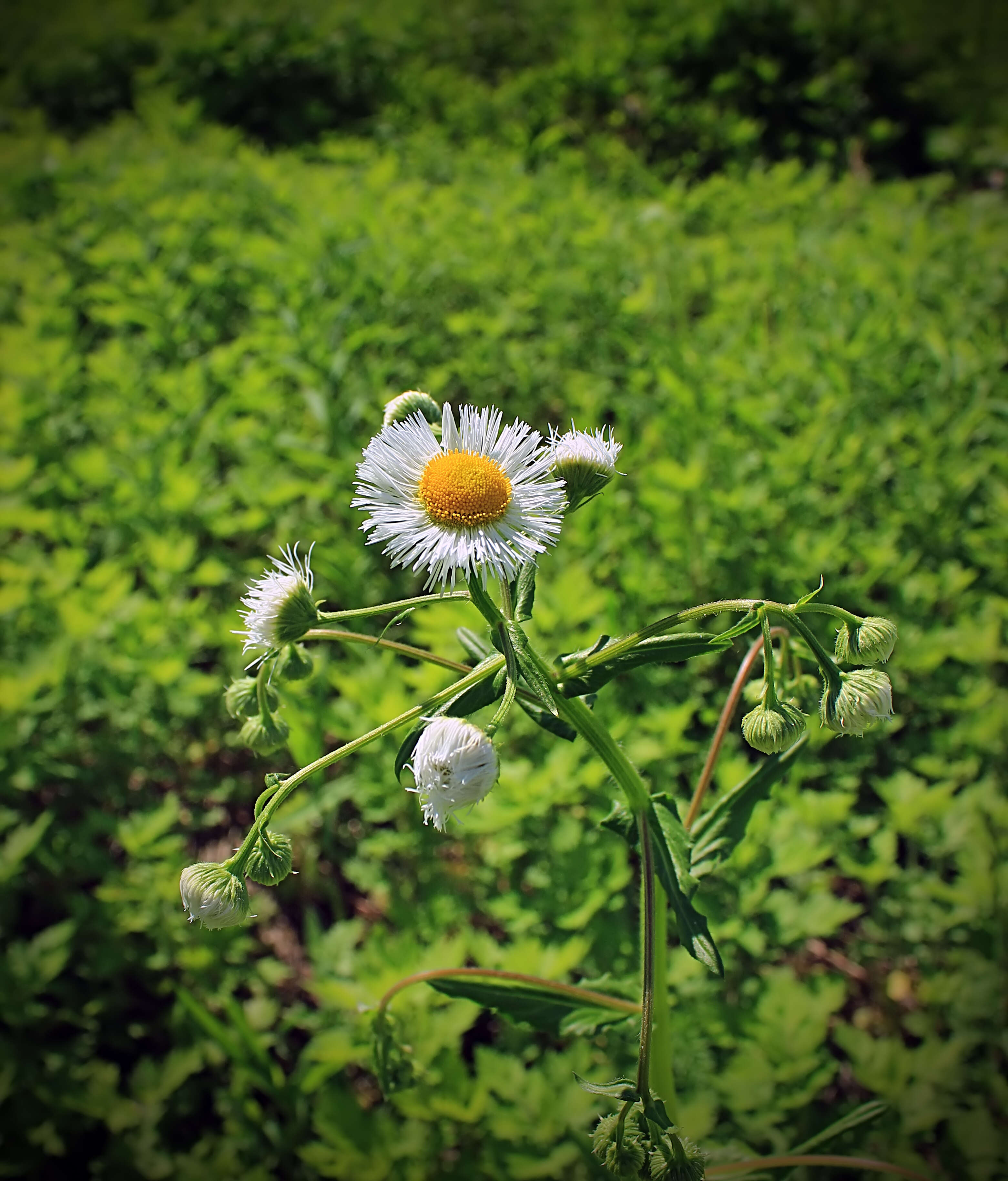 Image of eastern daisy fleabane