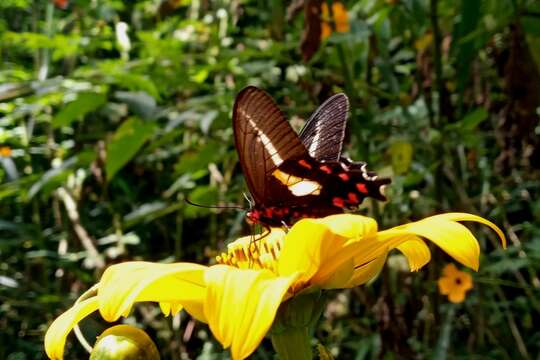 Image of Parides proneus (Hübner 1831)