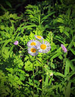 Image of eastern daisy fleabane