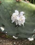 Image of Cochineal scale