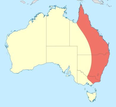Map of Common Archtail