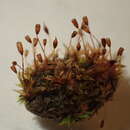 صورة <i>Microbryum <i>davallianum</i></i> var. davallianum