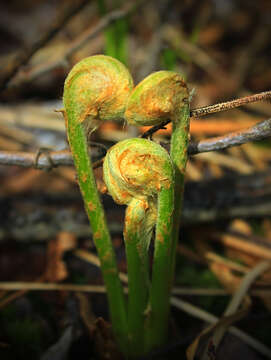 Image of Osmundastrum cinnamomeum Presl