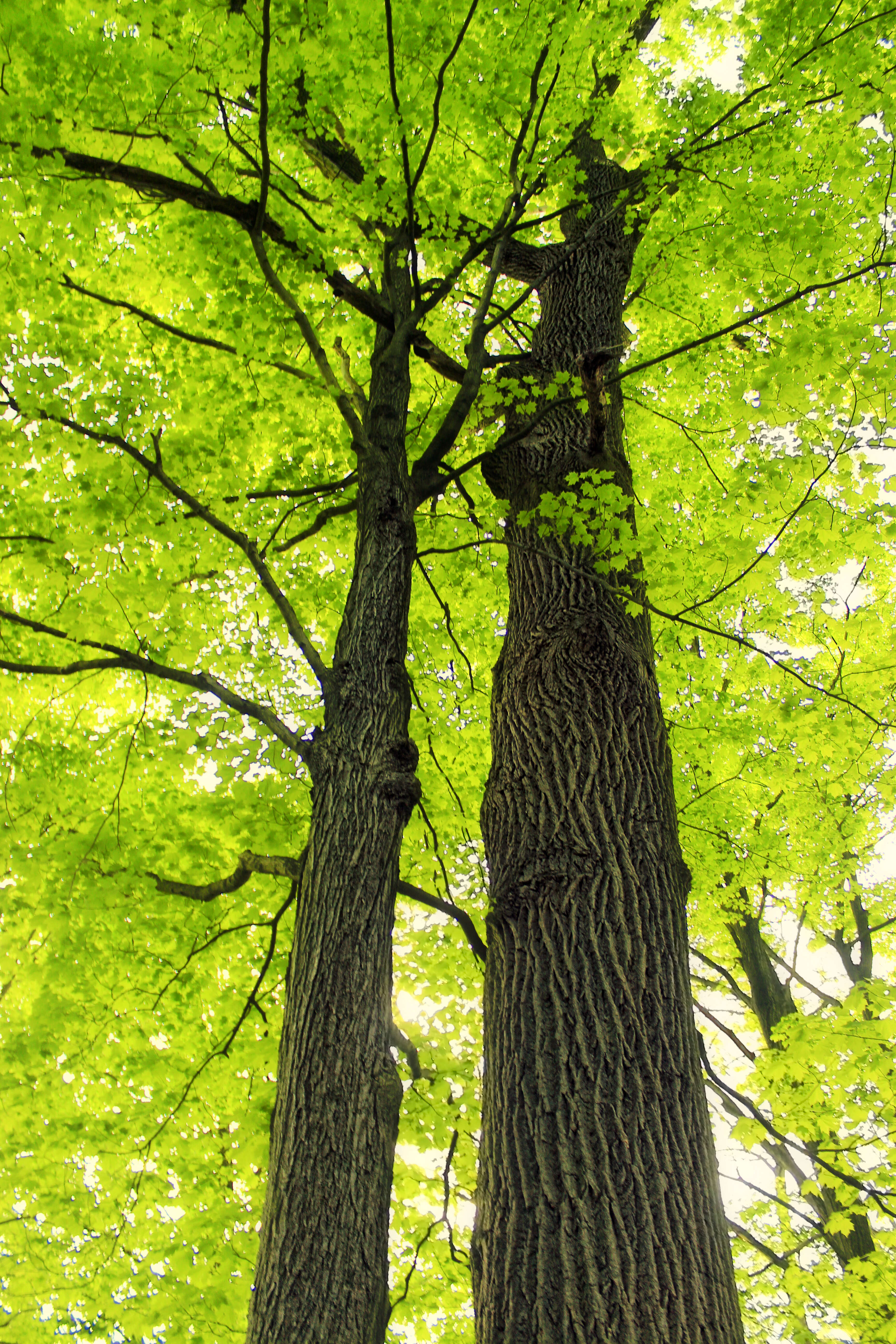 Image of sugar maple