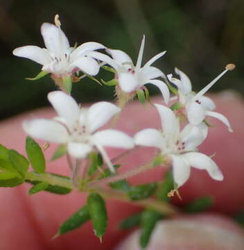 Image of Agathosma acutissima Dümmer