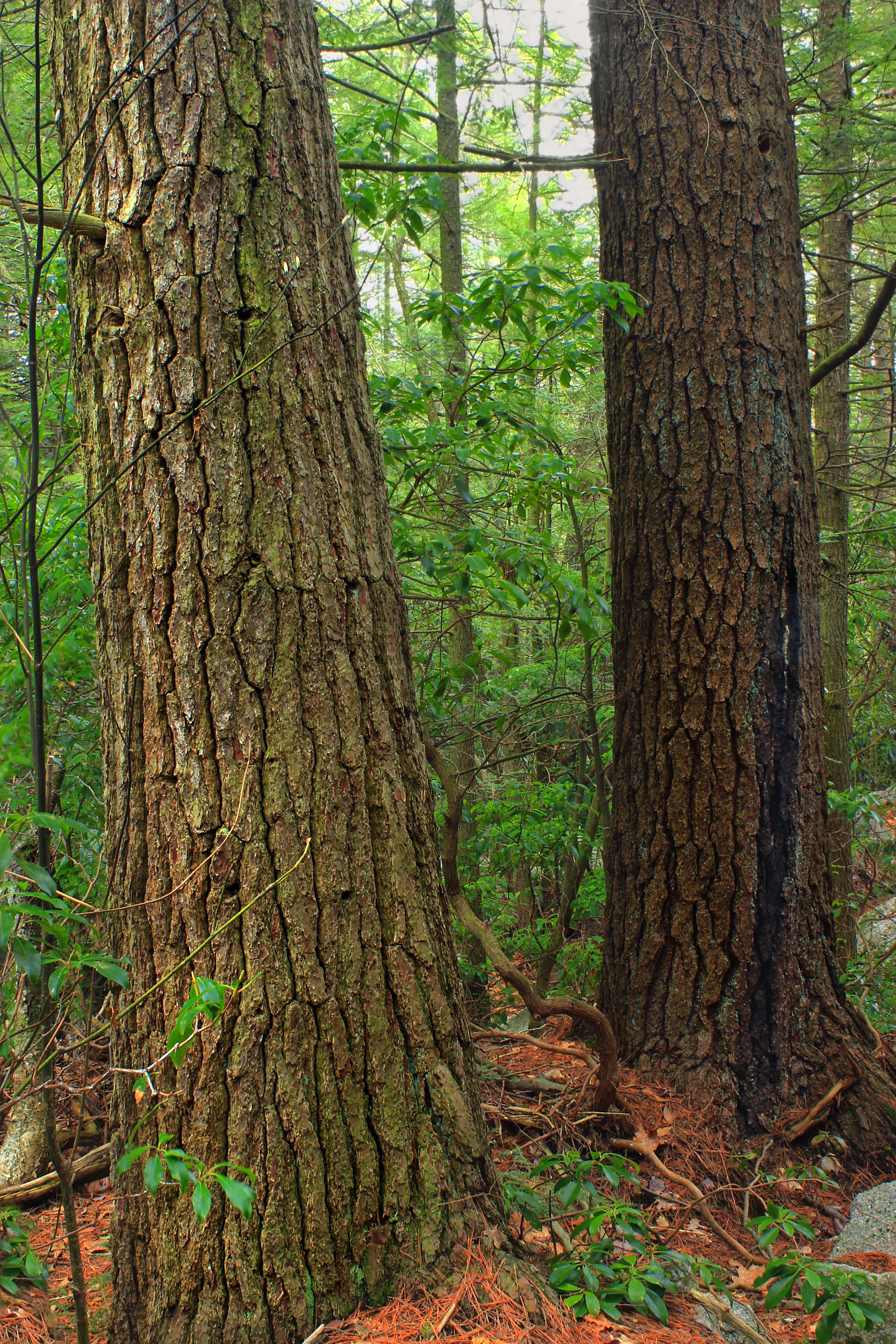 Image of eastern white pine