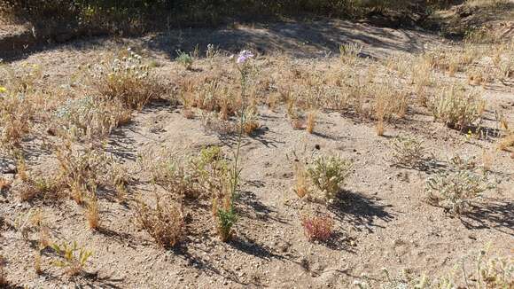 Image of Saltugilia caruifolia