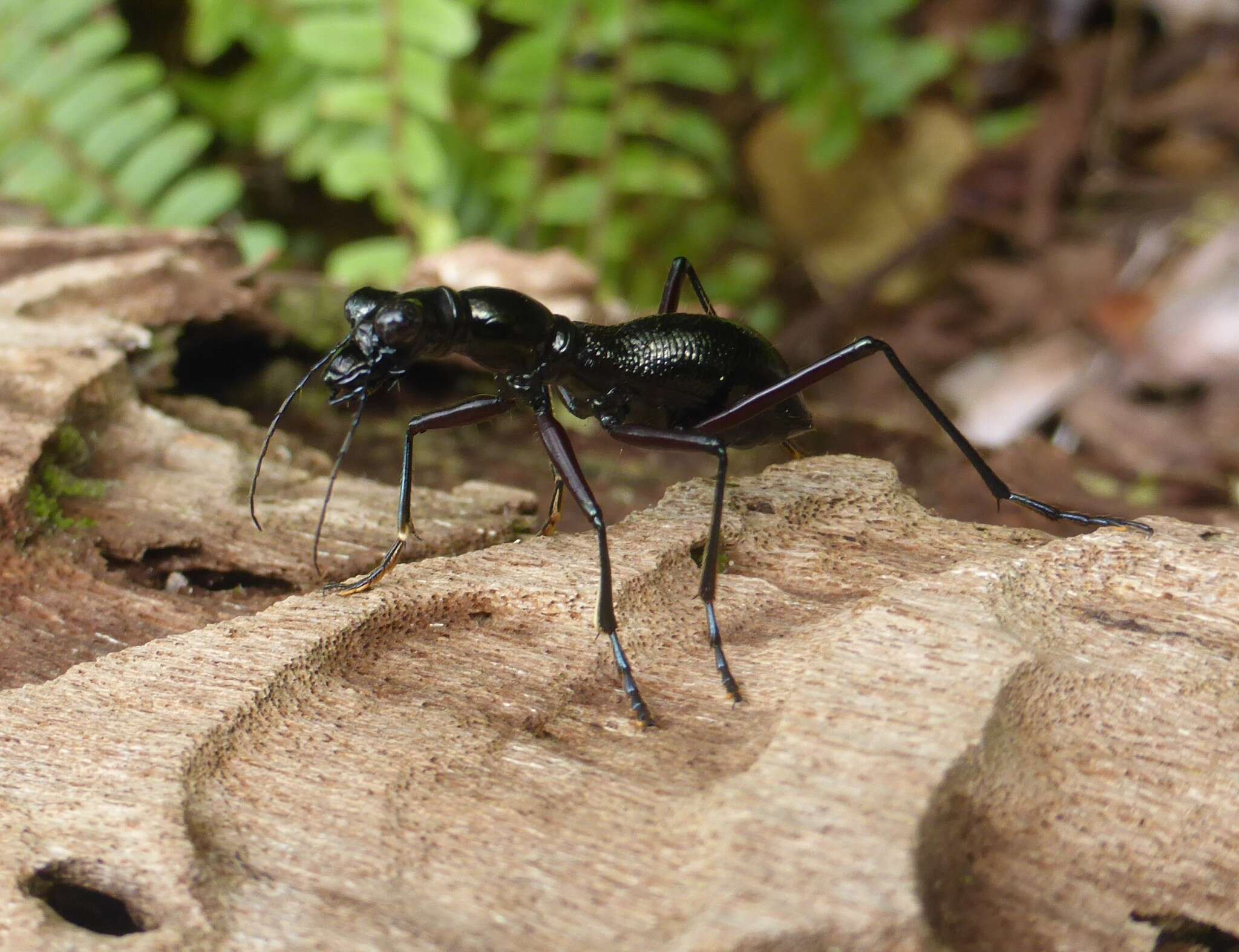 Image of Tricondyla (Tricondyla) aptera (G. A. Olivier 1790)