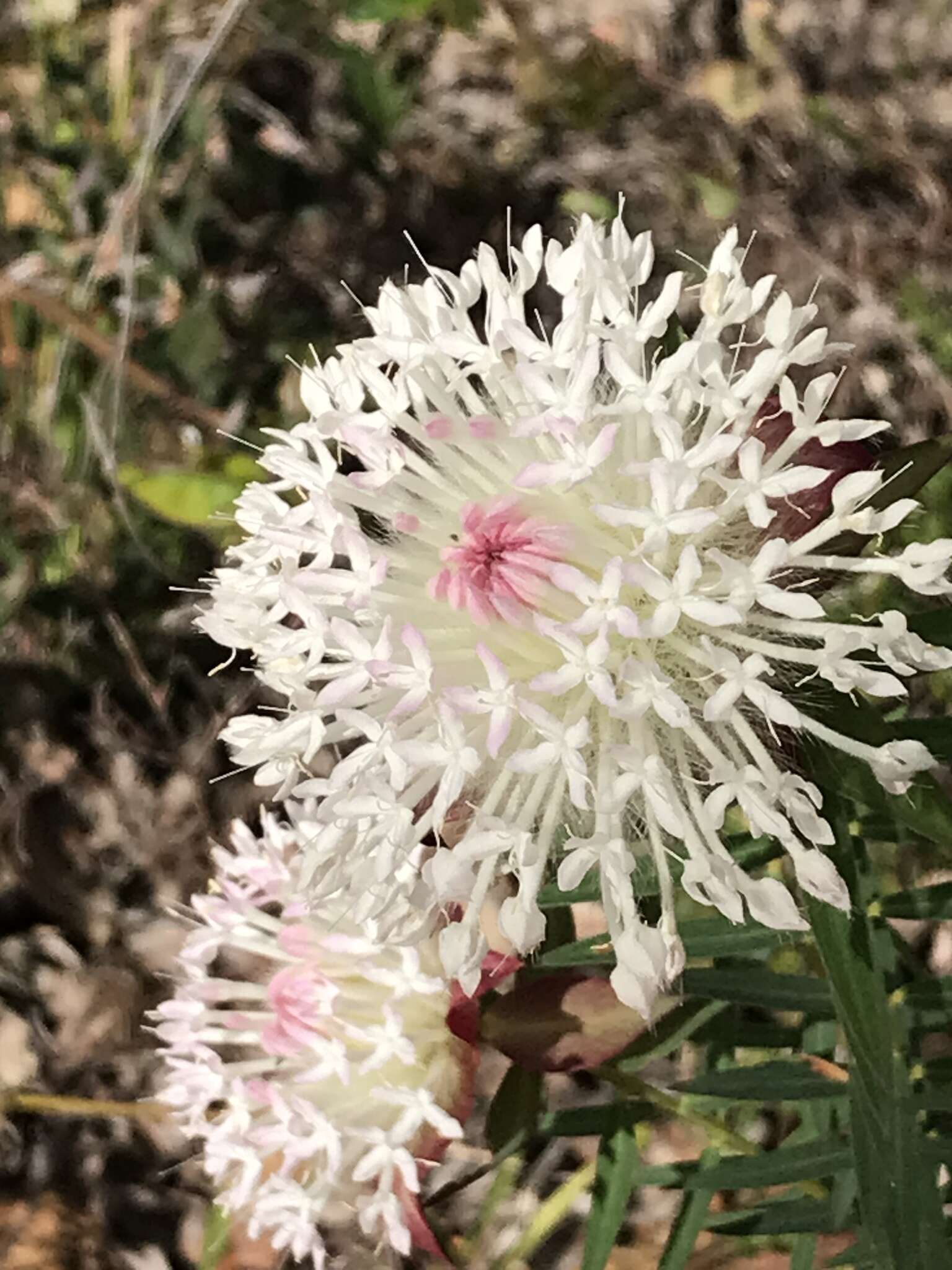 Image of Pimelea spectabilis Lindl.