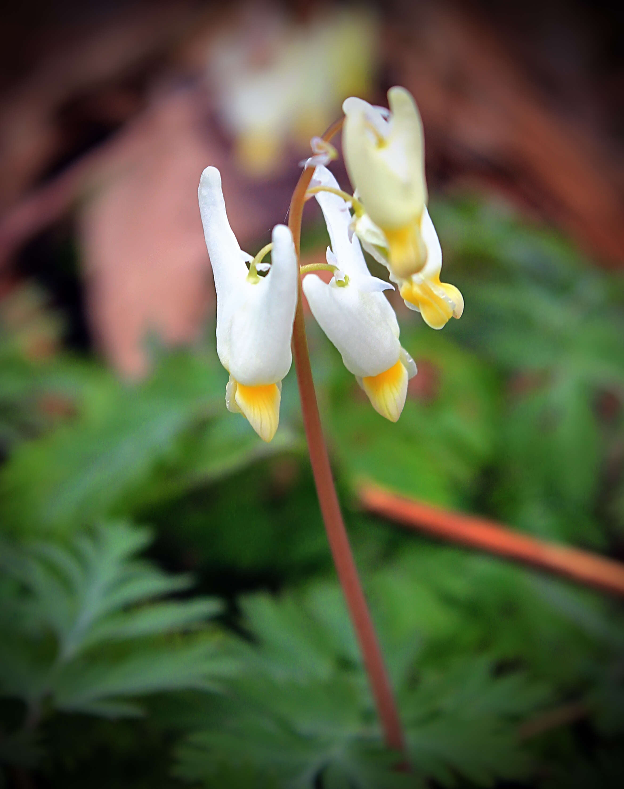 Image of dutchman's breeches