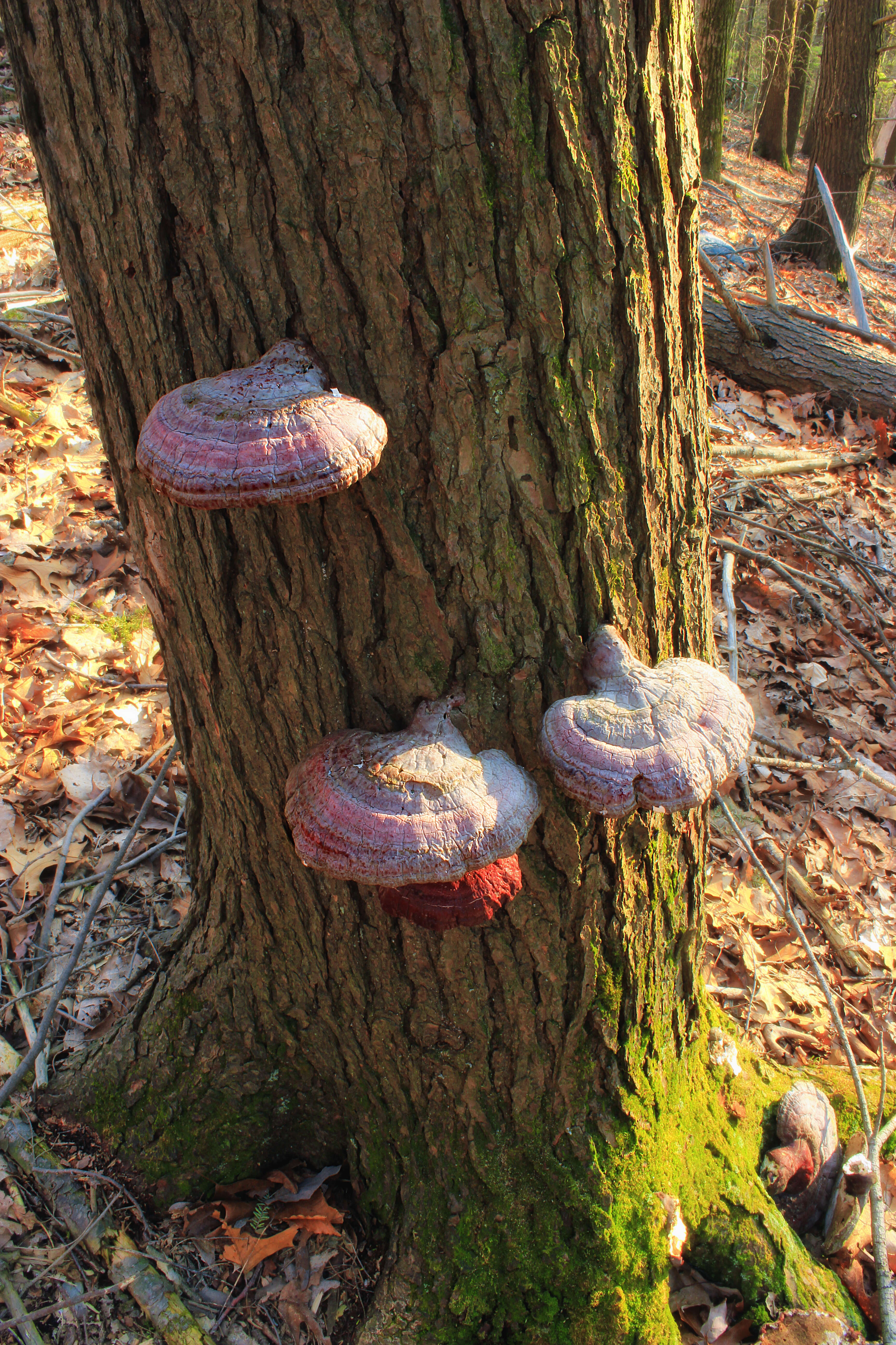 Image of Ganoderma tsugae Murrill 1902