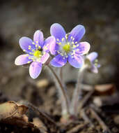 Plancia ëd Hepatica nobilis Schreb.