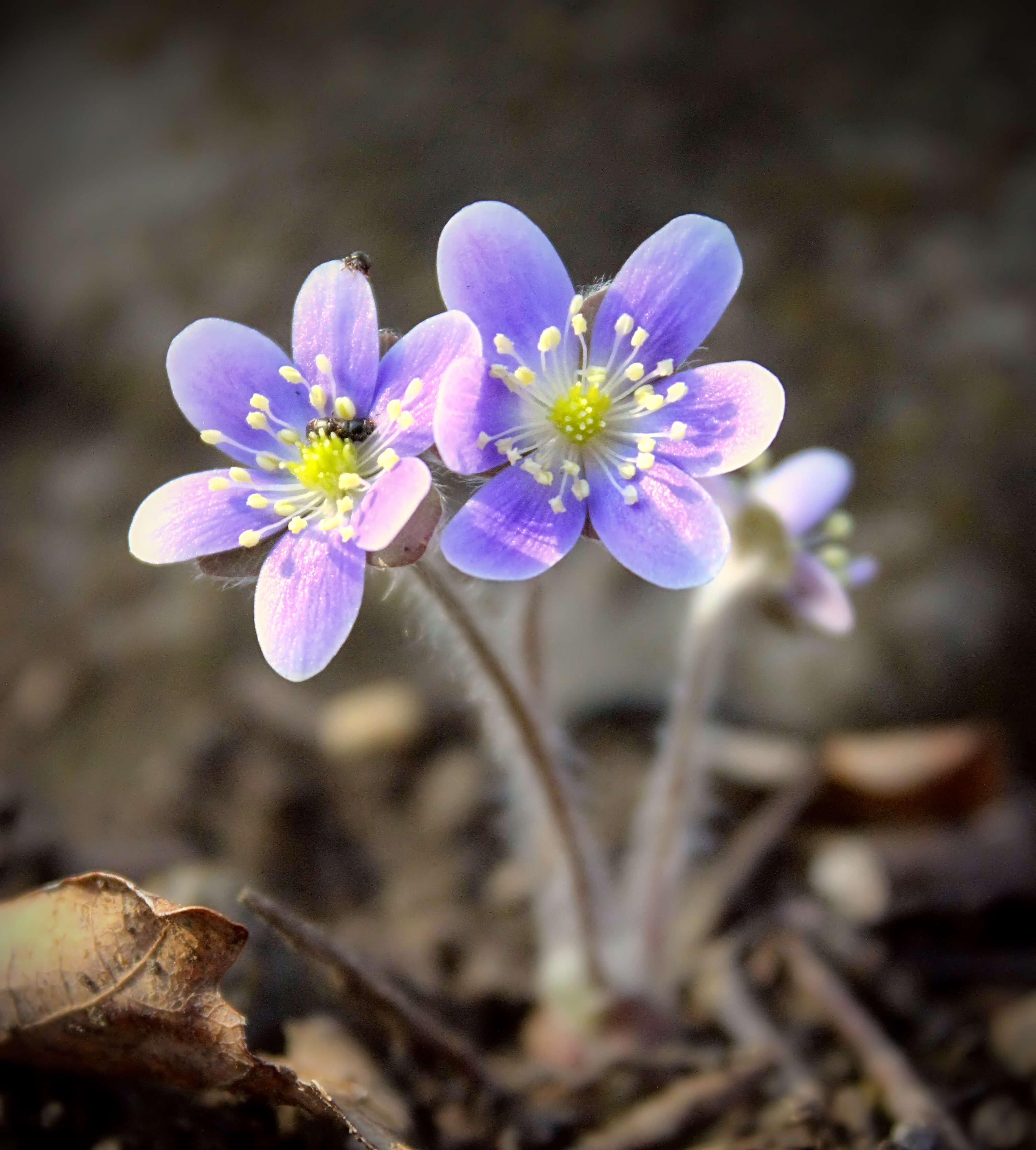 Plancia ëd Hepatica nobilis Schreb.