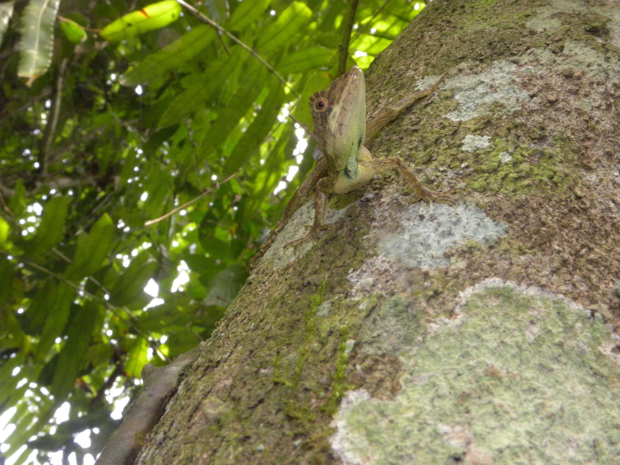 Image of Green Fan-throated lizard