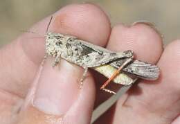 Image of Groove-headed Grasshopper