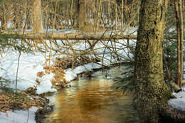 Image of Gray birch