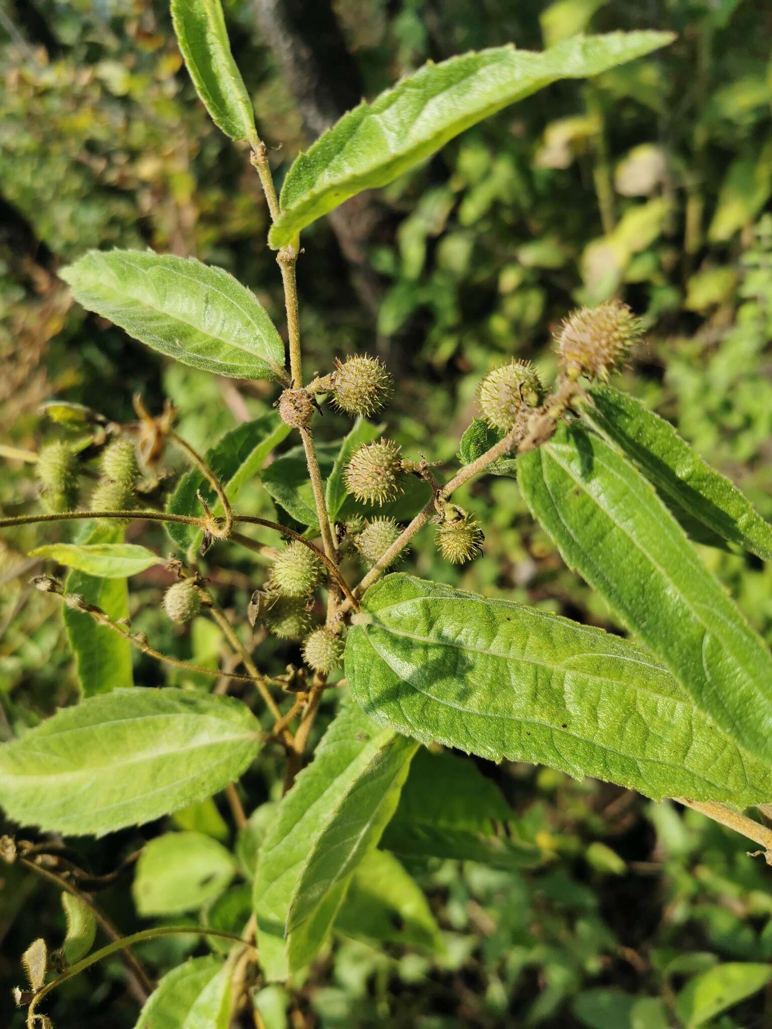 Image of Triumfetta brevipes S. Wats.