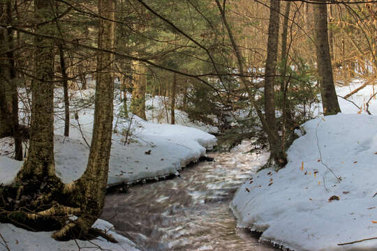 Image of eastern hemlock