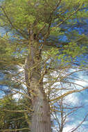 Image of eastern white pine