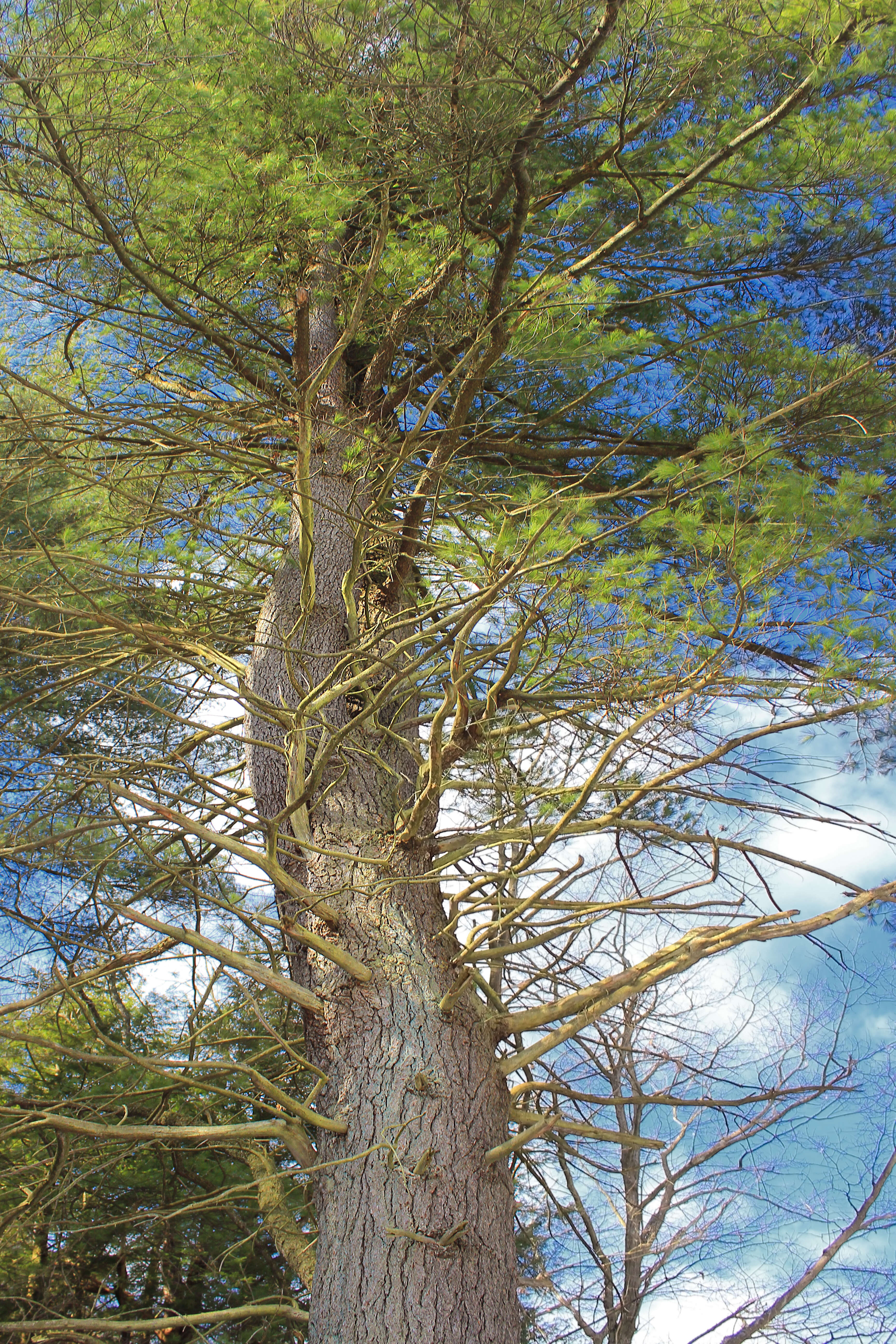 Image of eastern white pine