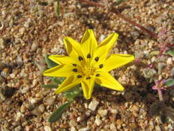 Image of Gazania lichtensteinii Less.