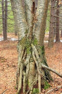 Image of Gray birch