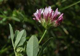 Imagem de Trifolium wormskioldii Lehm.