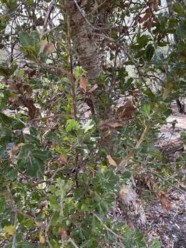 Image of holly-leaved banksia