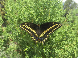 Image of <i>Papilio machaon bairdii</i>