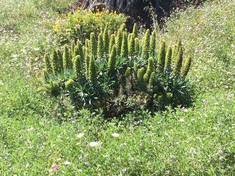 Echium acanthocarpum Svent.的圖片