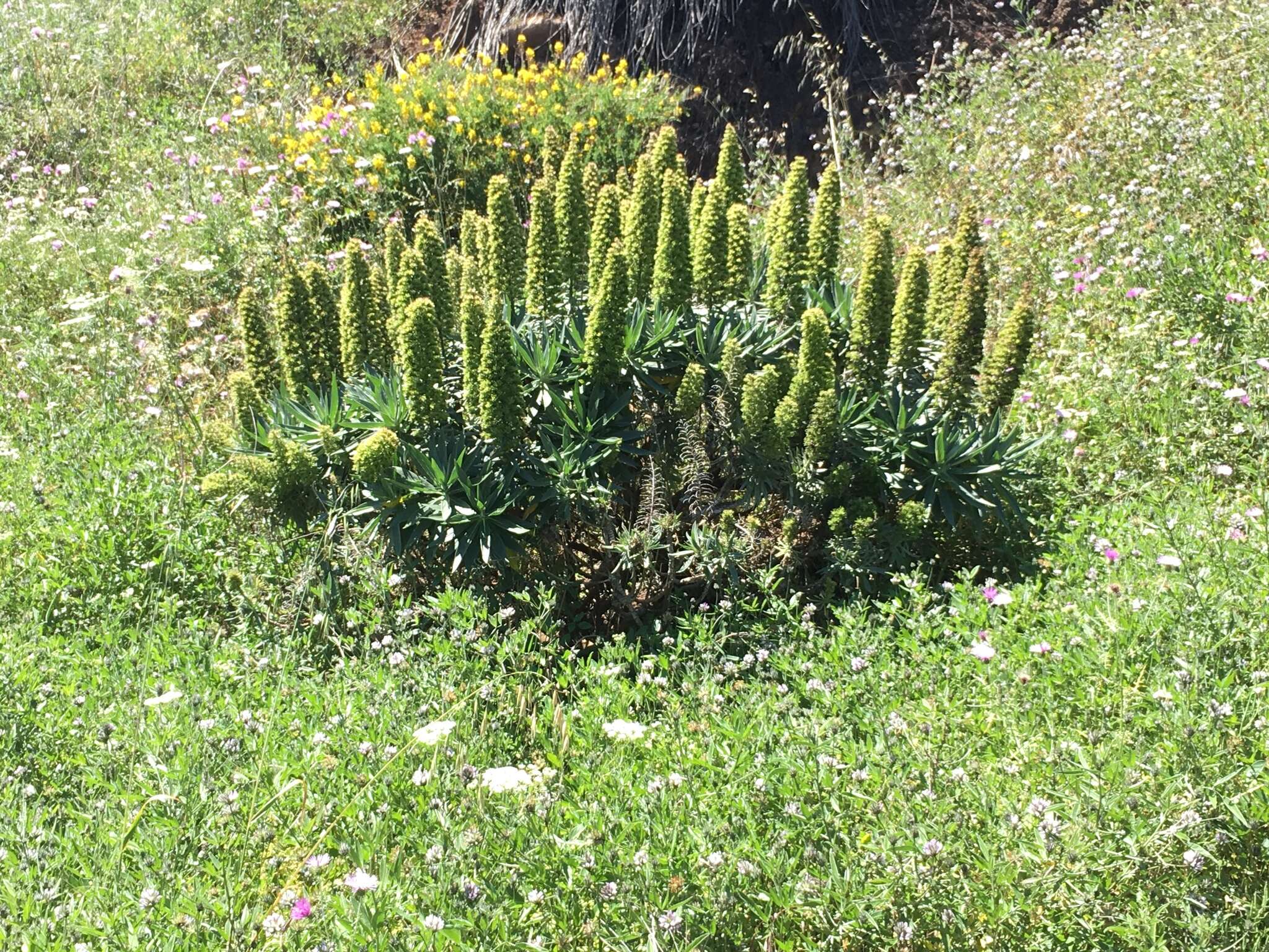 Imagem de Echium acanthocarpum Svent.