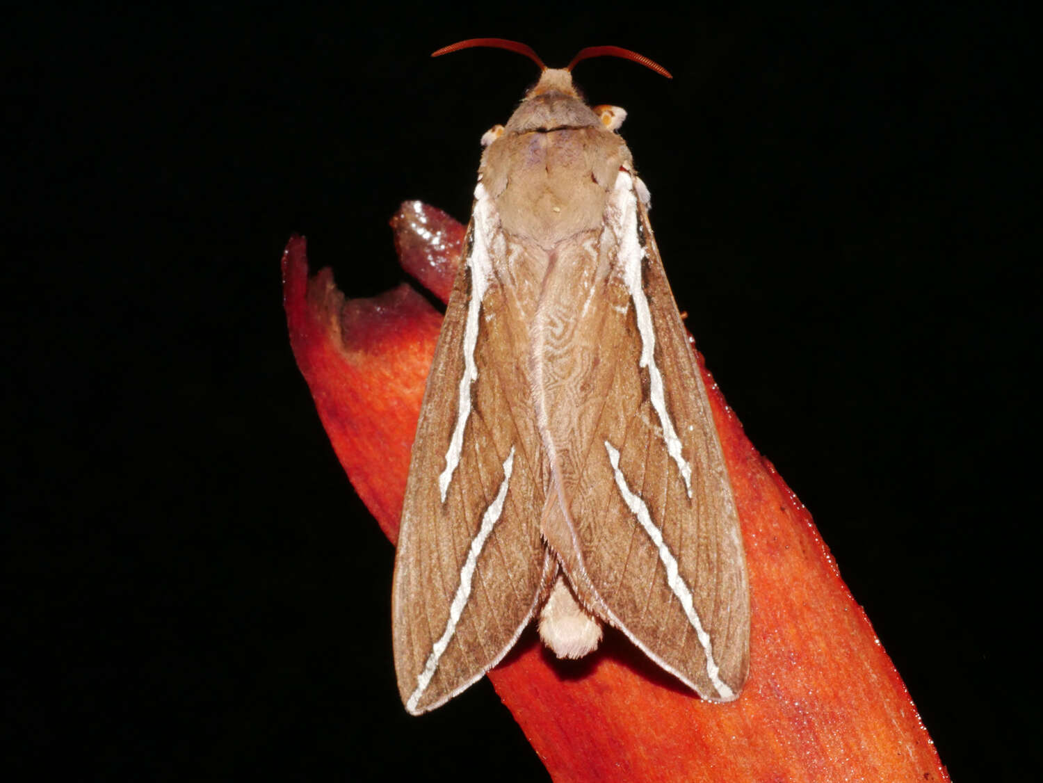 Image of Abantiades latipennis Tindale 1932