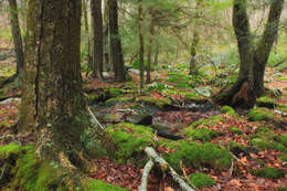 Image of Gray birch