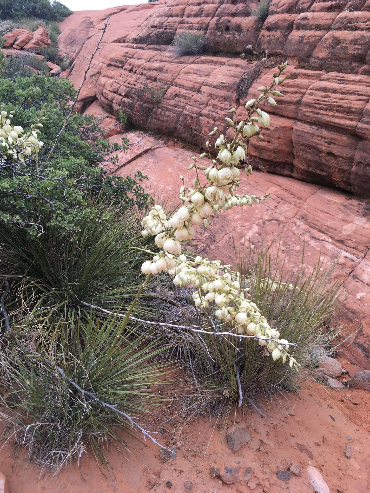 Image of Yucca utahensis McKelvey