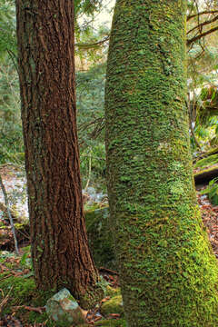 Image of Black birch