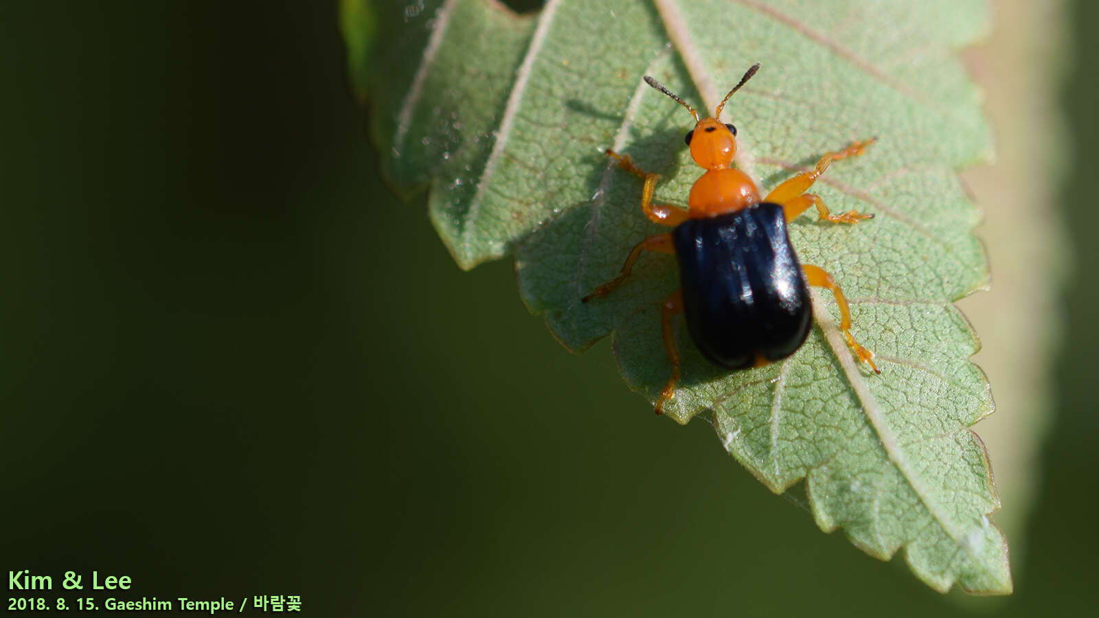 Image of Tomapoderus ruficollis (Fabricius & J. C. 1781)