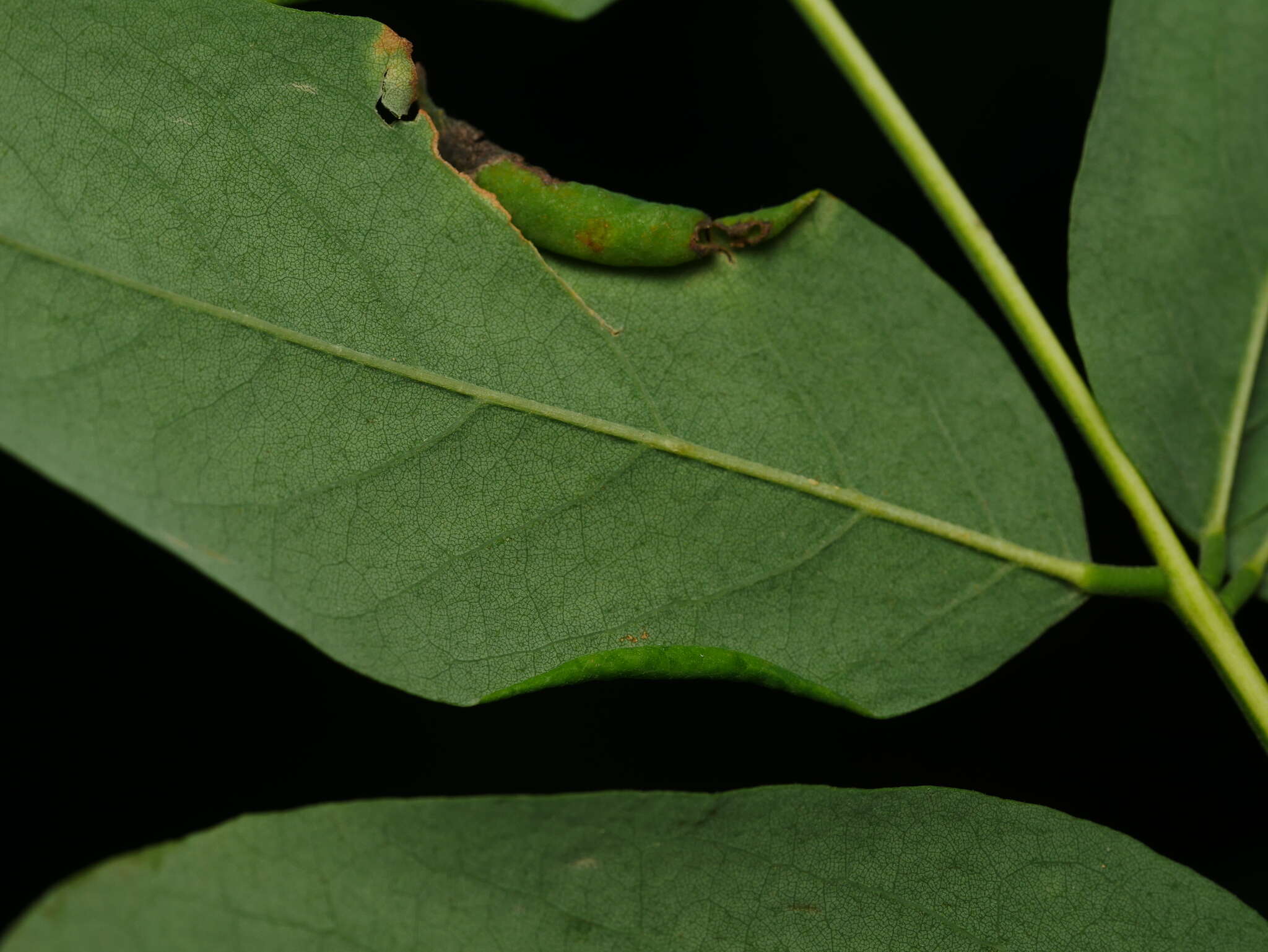 صورة Obolodiplosis robiniae (Haldeman 1847)