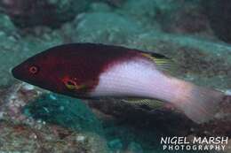 Image of Axil hogfish