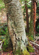 Image of Gray birch