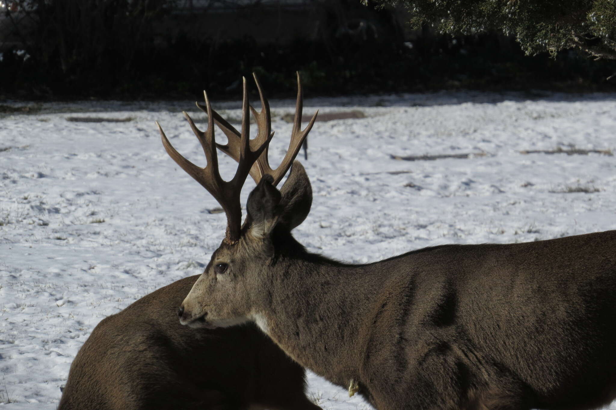 Image of Odocoileus hemionus hemionus (Rafinesque 1817)