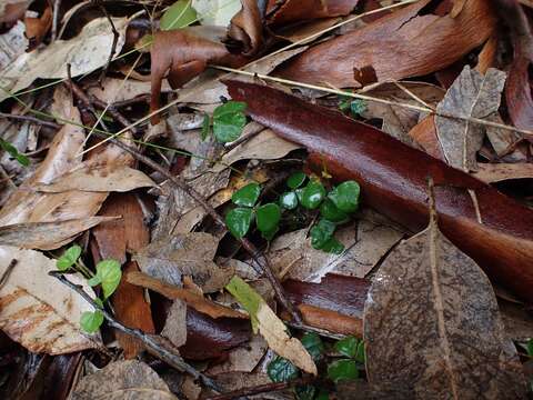 Image de Pullenia gunnii