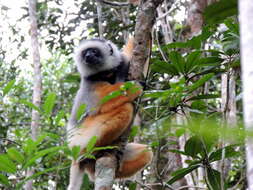 Image of Diadem Sifaka