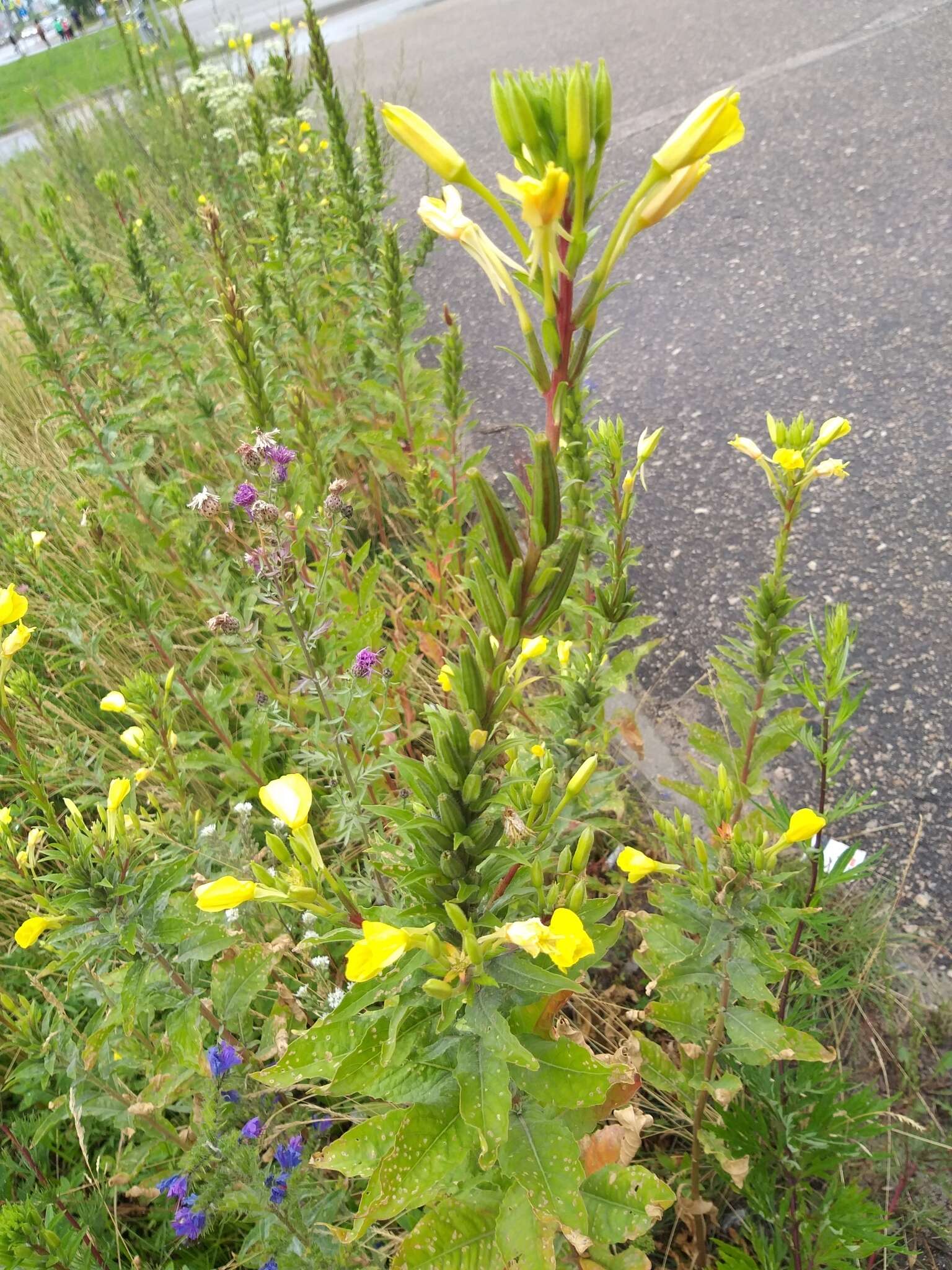 Oenothera rubricaulis Klebahn resmi