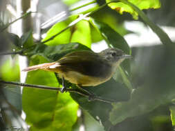 Image of Rufous-rumped Foliage-gleaner