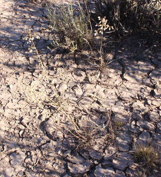 Image of Eragrostis obtusa Munro ex Ficalho & Hiern