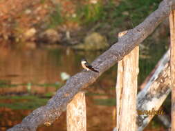 Image of Mangrove Swallow