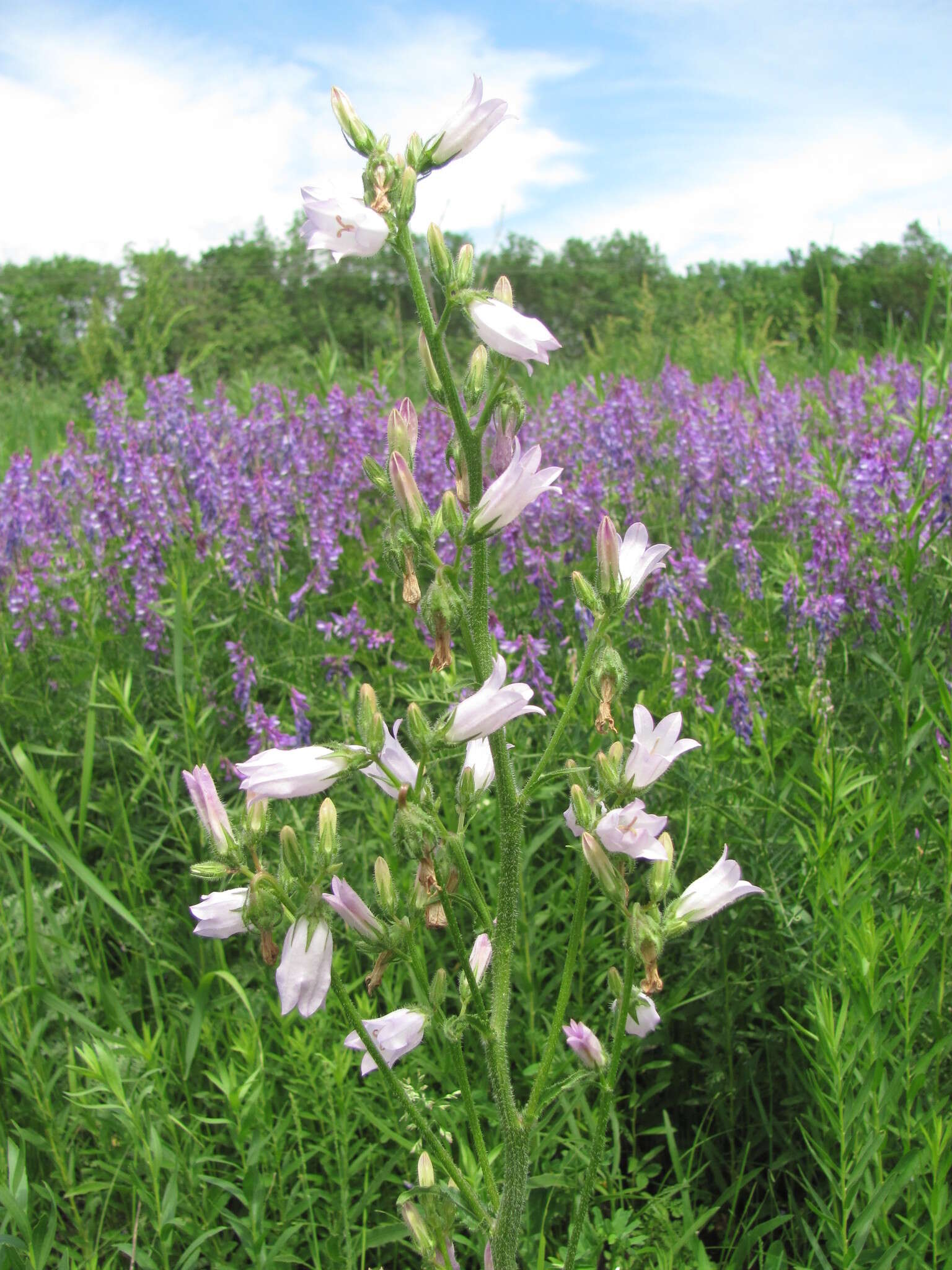 Image of Campanula sibirica subsp. elatior (Fomin) Fed.